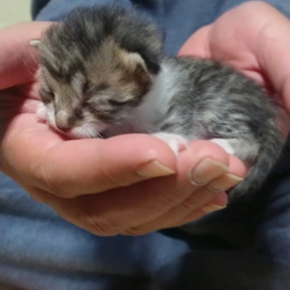 生後1週間くらいの子猫 - 広島市