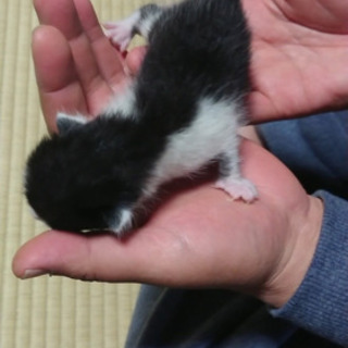生後1週間くらいの子猫 − 広島県