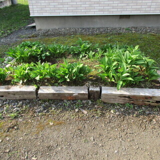 ★行者にんにく家庭菜園で、春植え