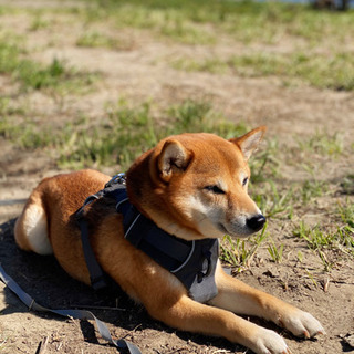 柴犬　4歳♀qq