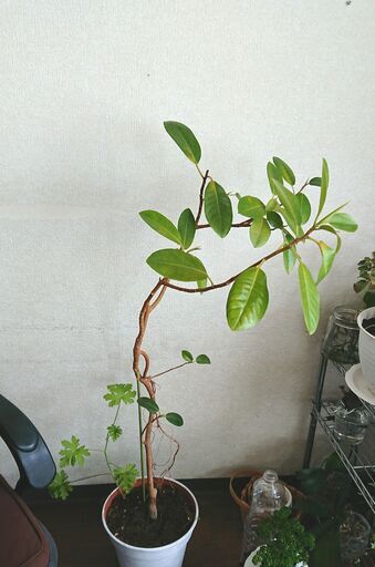 観葉植物大ゴムの木アルテシマ Hamuhamu 卸町のその他の中古あげます 譲ります ジモティーで不用品の処分