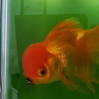 金魚オランダ獅子頭とキャリコ流金セット