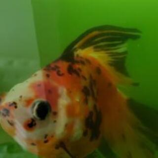 金魚オランダ獅子頭とキャリコ流金セット