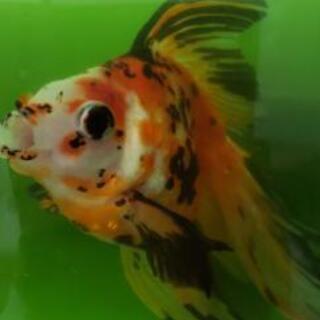 その他 金魚オランダ獅子頭とキャリコ流金セット