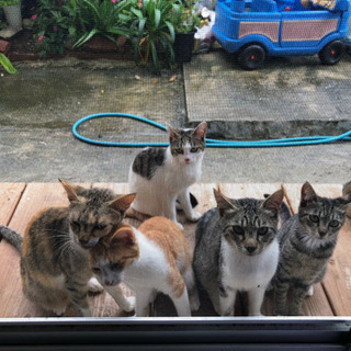 生後6ヶ月可愛い子猫4匹 Sapi 中頭の猫の里親募集 ジモティー 生後6ヶ月可愛い子猫4匹 Sapi 中頭の猫の里親募集 ジモティー