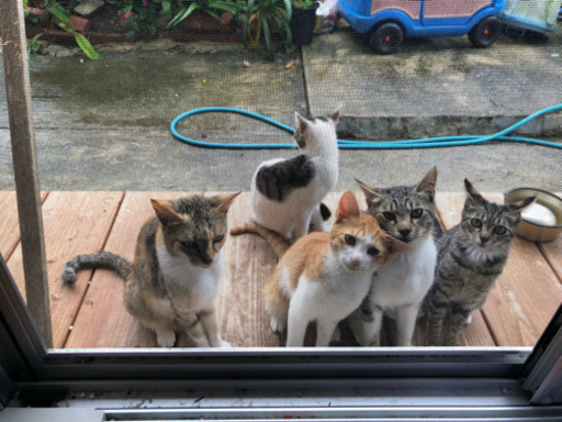 生後6ヶ月可愛い子猫4匹 Sapi 中頭の猫の里親募集 ジモティー 生後6ヶ月可愛い子猫4匹 Sapi 中頭の猫の里親募集 ジモティー