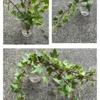 手渡し限定 アイビー観葉植物 斑入り ベタパンダ 甲斐のその他の中古あげます 譲ります ジモティーで不用品の処分 手渡し限定 アイビー観葉植物 斑入り ベタパンダ 甲斐のその他の中古あげます 譲ります ジモティーで不用品の処分