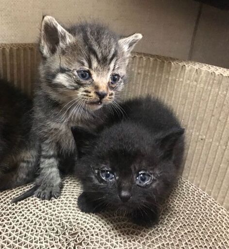 赤ちゃん猫を保護しました ぷう 東大阪の猫の里親募集 ジモティー 赤ちゃん猫を保護しました ぷう 東大阪の猫の里親募集 ジモティー
