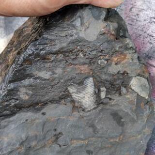化石(三葉虫系)岩手産