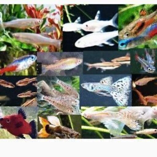 おまかせ熱帯魚10匹500円 ジモティーアクア 宮之阪のその他の中古あげます 譲ります ジモティーで不用品の処分 おまかせ熱帯魚10匹500円 ジモティーアクア 宮之阪のその他の中古あげます 譲ります ジモティーで不用品の処分