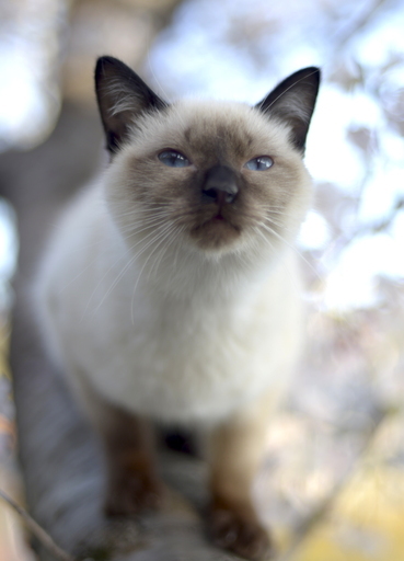 ポインテッドぶさかわオス子猫鍵尻尾 シュン 加古川の猫の里親募集 ジモティー