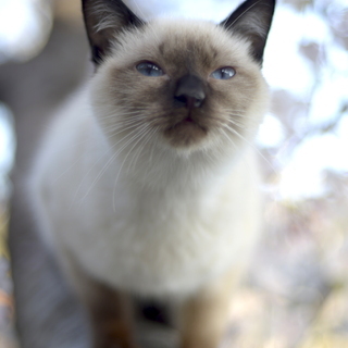 ポインテッドぶさかわ　オス　子猫　鍵尻尾