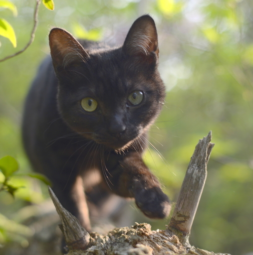 黒虎 オス子猫ウサギしっぽダヤン似甘えん坊 シュン 加古川の猫の里親募集 ジモティー