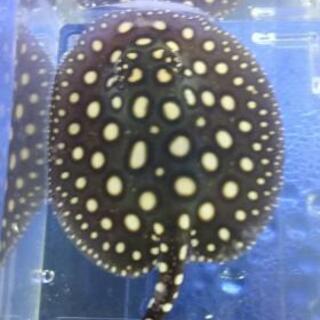 ダイヤモンドポルカの子供オス アロワナ 水槽