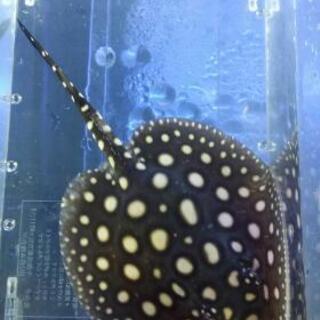 ダイヤモンドポルカの子供オス アロワナ 水槽