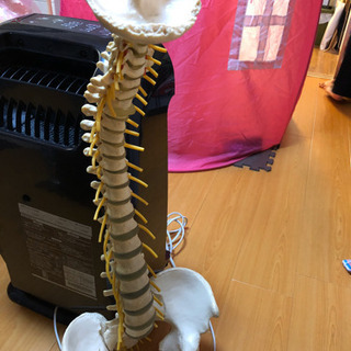 整体　カイロ　高級脊椎模型　治療院