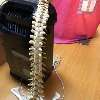 整体　カイロ　高級脊椎模型　治療院