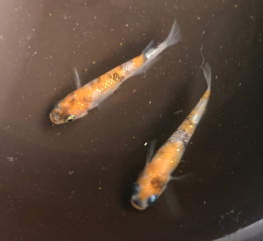 掲載終了③