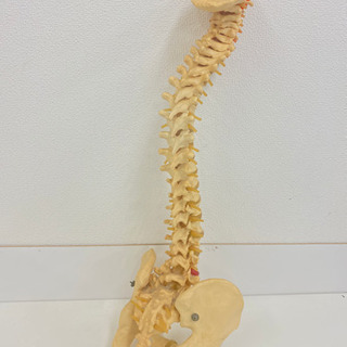【格安❗️】人体骨格模型　背骨