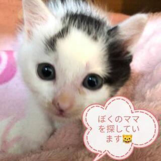 1ヶ月黒白👶里親様決定しました。😺