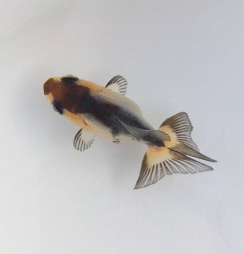 訳あり パンダもみじ金魚 口が曲がっていますが かわいいです かずや 志紀のその他の中古あげます 譲ります ジモティーで不用品の処分