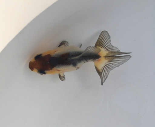 訳あり パンダもみじ金魚 口が曲がっていますが かわいいです かずや 志紀のその他の中古あげます 譲ります ジモティーで不用品の処分