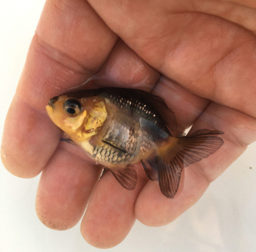 訳あり パンダもみじ金魚 口が曲がっていますが かわいいです かずや 志紀のその他の中古あげます 譲ります ジモティーで不用品の処分