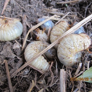 カブト虫の幼虫