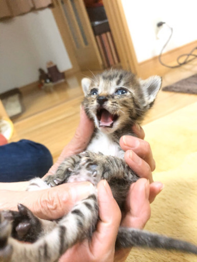 キジトラの生後2 3週間の赤ちゃん猫 ハナエ 帯解の猫の里親募集 ジモティー
