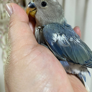 コザクラインコ 広告の無料掲載 ジモティー