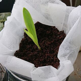 野菜の水耕栽培　⑫　とうもろこし