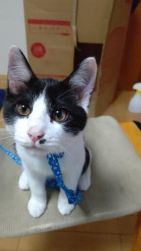 すごく人懐っこい3ヶ月の子猫 雄 ちゃんです どなたか育てて頂けませんか よろしくお願いします ぱこじろう 高鷲の猫の里親募集 ジモティー すごく人懐っこい3ヶ月の子猫 雄 ちゃんです どなたか育てて頂けませんか よろしくお願いします ぱこじろう 高鷲の猫の里親募集 ジモティー