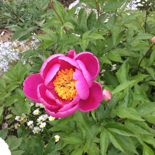 芍薬 シャクヤク 濃いピンク 2本 苗 ちこっと 千葉のその他の中古あげます 譲ります ジモティーで不用品の処分