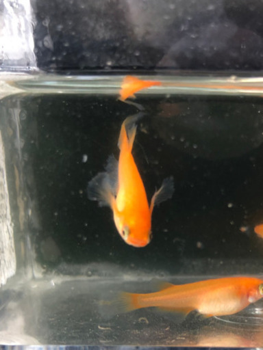 メダカ楊貴妃ヒレ長メダカ皇帝ヒレ長血統卵個 信濃メダカ 信濃メダカ 二和向台のその他の中古あげます 譲ります ジモティーで不用品の処分