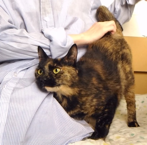 サルビアちゃんは結婚しました(沢山のご応募、有難う御座いました