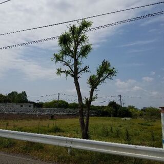 柳の木