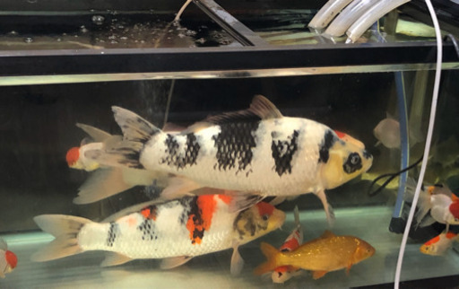 引越したいから　鯉を 引越したいから 鯉を