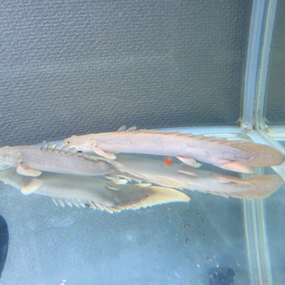 ポリプテルス3匹（水槽、熱帯魚、古代魚、大型魚）