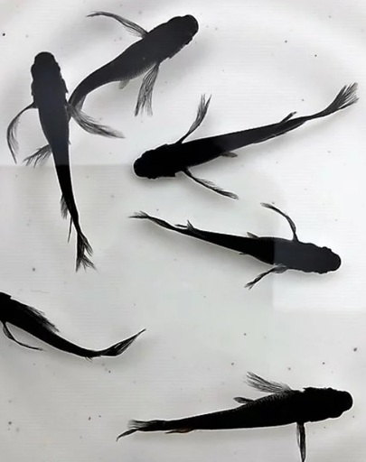 松井ヒレ長オロチめだかの卵有精卵個 A メダカ卵 めだか ユズユズ 木崎のその他の中古あげます 譲ります ジモティーで不用品の処分 松井ヒレ長オロチめだかの卵有精卵個 A メダカ卵 めだか ユズユズ 木崎のその他の中古あげます 譲ります ジモティーで不用品の処分