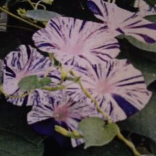 朝顔の種 江戸風情 りさこ 蒔田の家具の中古あげます 譲ります ジモティーで不用品の処分