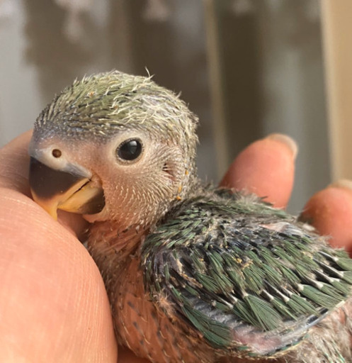 コザクラインコのダッチブルー Honokuni 豊川のペットの無料広告 無料掲載の掲示板 ジモティー コザクラインコのダッチブルー Honokuni 豊川のペットの無料広告 無料掲載の掲示板 ジモティー
