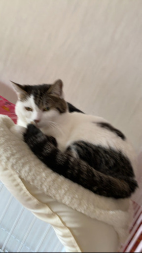 のんびりな女の子です Tunagu 帯広の猫の里親募集 ジモティー のんびりな女の子です Tunagu 帯広の猫の里親募集 ジモティー