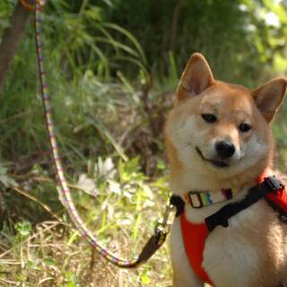 お散歩を通して犬と触れ合い心のセラピー