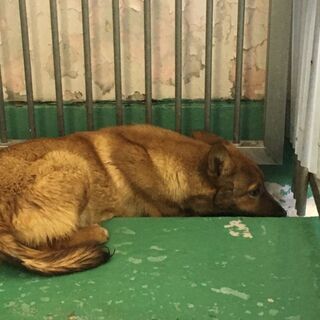 里親様がきまりました　ありがとうござい　ました　　‼️ - 犬