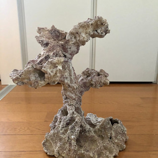bonsai rock
