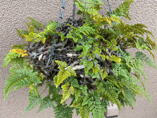 シダ植物 ハンギング 中 Aina 大久保の家具の中古あげます 譲ります ジモティーで不用品の処分 シダ植物 ハンギング 中 Aina 大久保の家具の中古あげます 譲ります ジモティーで不用品の処分
