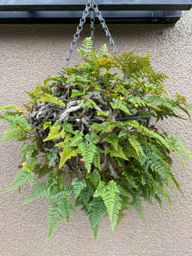 シダ植物 ハンギング 中 Aina 大久保の家具の中古あげます 譲ります ジモティーで不用品の処分 シダ植物 ハンギング 中 Aina 大久保の家具の中古あげます 譲ります ジモティーで不用品の処分