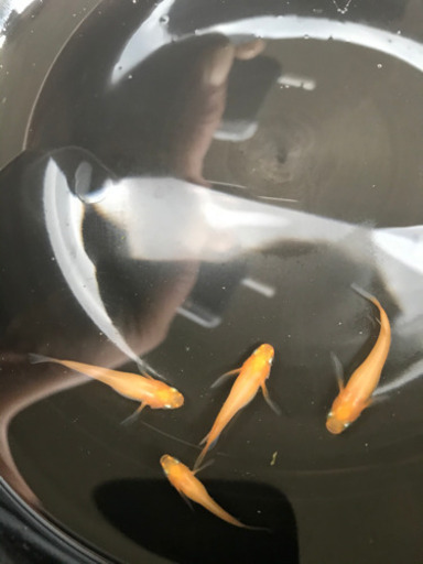 楊貴妃ヒレ長5匹 A 紅帝ヒレ長 ダルマメダカ 遺伝子入ってます 寿 桶川のその他の中古あげます 譲ります ジモティーで不用品の処分