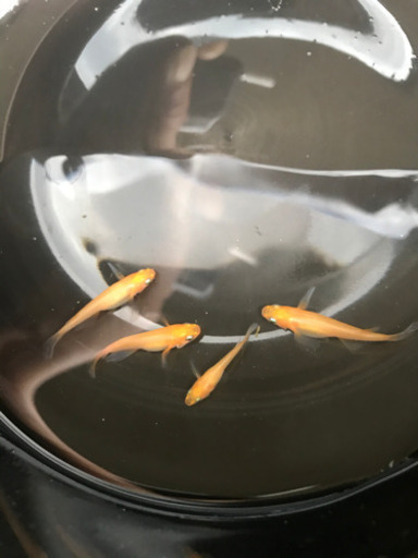 楊貴妃ヒレ長5匹 A 紅帝ヒレ長 ダルマメダカ 遺伝子入ってます 寿 桶川のその他の中古あげます 譲ります ジモティーで不用品の処分