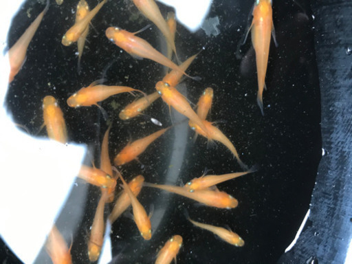 楊貴妃ヒレ長5匹 A 紅帝ヒレ長 ダルマメダカ 遺伝子入ってます 寿 桶川のその他の中古あげます 譲ります ジモティーで不用品の処分